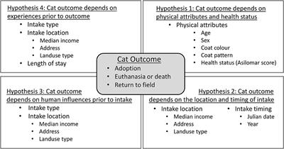 Direct and Indirect Factors Influencing Cat Outcomes at an Animal Shelter